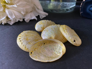 <transcy>Mini coquille d'ormeau - Jaune</transcy>