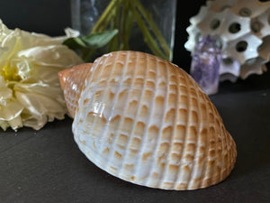 <transcy>Coquille de perdrix</transcy>